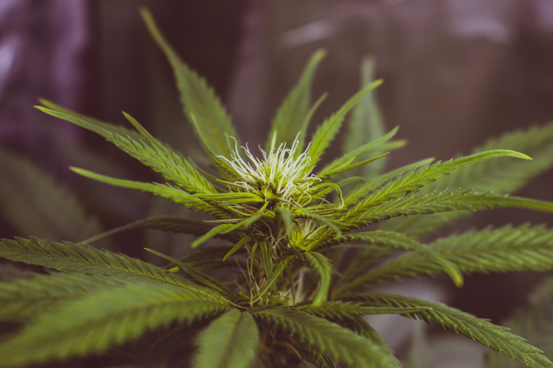 Marijuana Plant